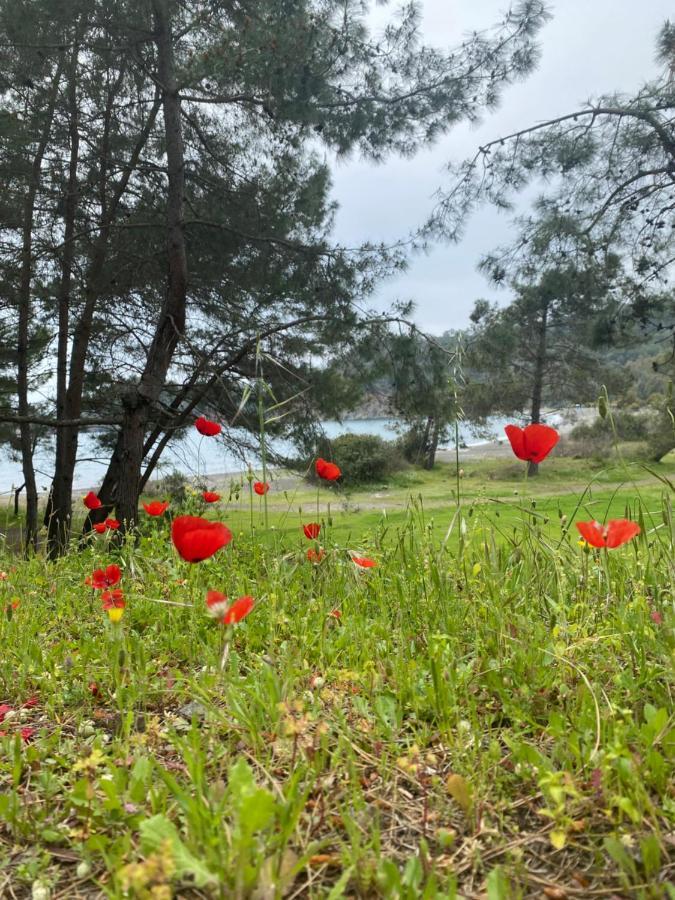 Inlice Uenzile Bungalow Inlice Kamp 费特希耶 外观 照片